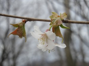 山桜