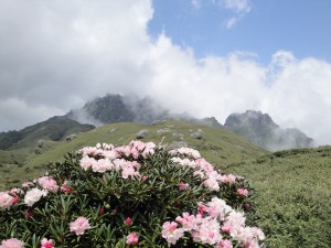 シャクナゲと永田岳