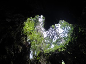 ウィルソン株内部