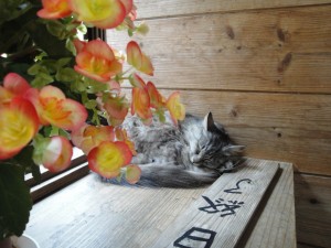 尾之間温泉の看板娘