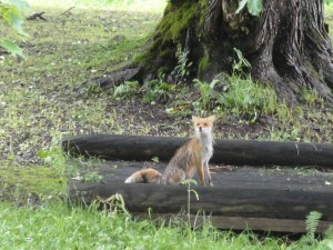 濡れキタキツネ