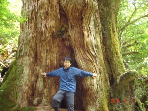 デカデカ大和杉resized