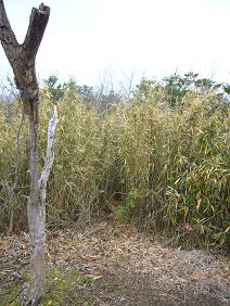 やぶの中に続く道・・・