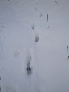 17カモシカの足跡