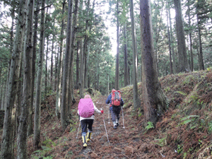 5杉林の中を行く