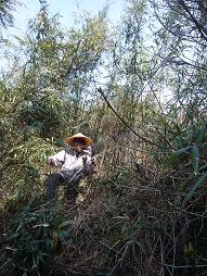 竹の波をこえてゆけ