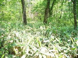 ここがピーク、一応