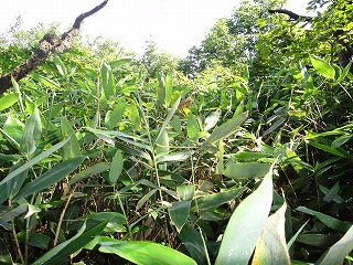 7.ささささささ