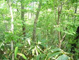 区別がつきにくい