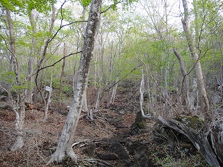 5.徐かなること林の如し