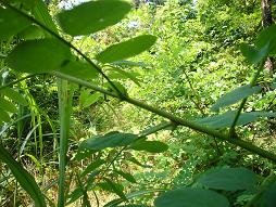 ハイパーとげ植物