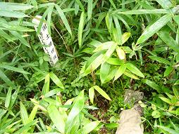 三角点ふみふみ