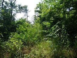 んでやぶかい！！