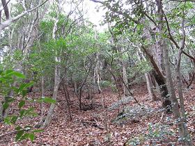 この斜面を直登するんダネ！？