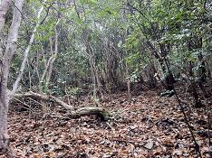 北側からは藪に阻まれたんダネ