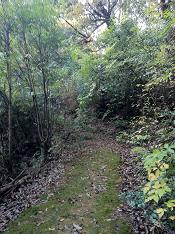 やがて登山道に
