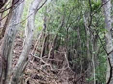 なので灌木帯をトラバースダネ