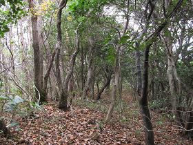 頂上直下の広場ダネ