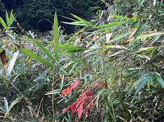 おもってへんわー