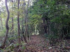 あんなことになるやなんて