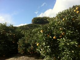 フルーティーな島