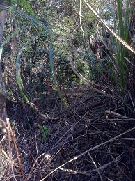 藪の先に見たものは