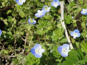 オオイヌノフグリ (300x225)