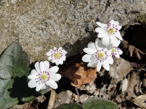 ミスミソウ (300x225)