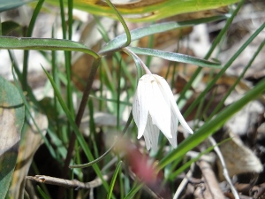 イズモコバイモ (300x225)