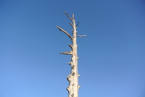 20130518-12 (300x201)