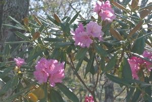 20130518-21 (300x201)