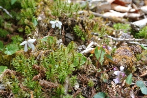 20130518-39 (300x201)