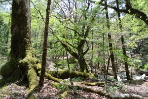 20130518-40 (300x201)