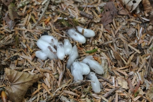 20130518-43 (300x201)