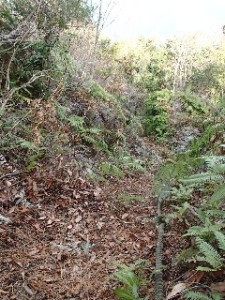 P2010548 - コピー