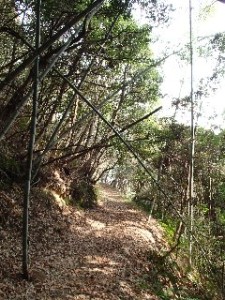 P2010517 - コピー - コピー