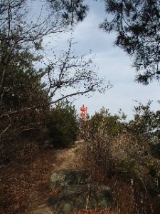 P2010537 - コピー - コピー