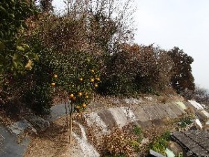 P2010522 - コピー - コピー